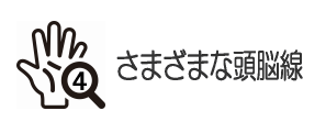さまざまな頭脳線の種類